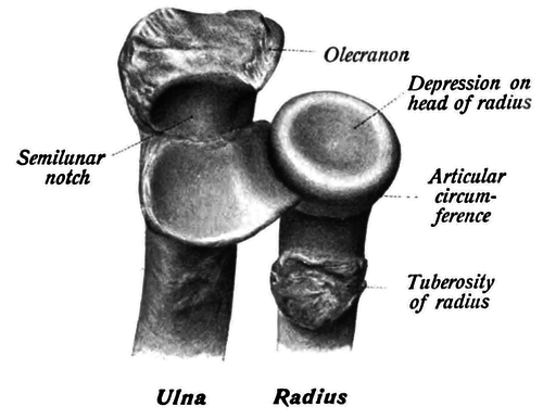 Radial tuberosity